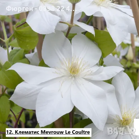 Клематис налични 28 вида, снимка 12 - Разсади - 48740865