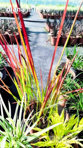 Промо пакет от 5 бр Декоративни треви, снимка 2 - Градински цветя и растения - 51779204