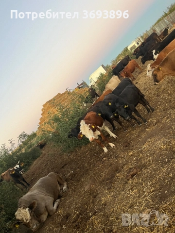 Продавам стадо месодайни крави , снимка 11 - Крави - 52436918