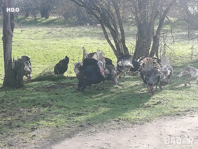 пуики , снимка 2 - Кокошки и пуйки - 52673178