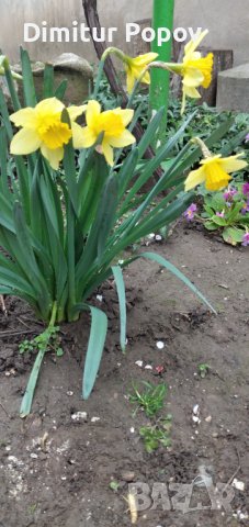 Нарциси- луковици, снимка 4 - Градински цветя и растения - 44321121