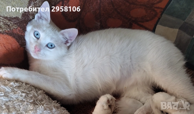 коте, бяло, сини очи, 5 мес.