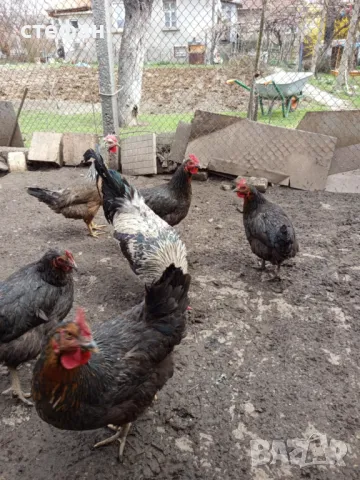 Продавам разплодни яйца за люпене  Супер харко и Шведска шарена носачка, снимка 4 - Кокошки и пуйки - 49613983