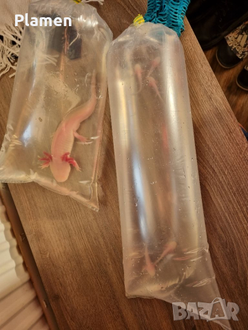 Продавам аксолотл (мексикански амбистоми) бебета и възрастни, снимка 3 - Рибки - 36096524