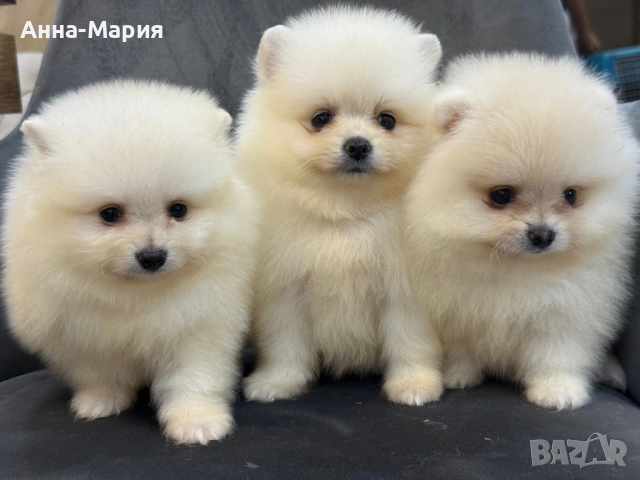 Мини померан, снимка 5 - Померан - 53635960