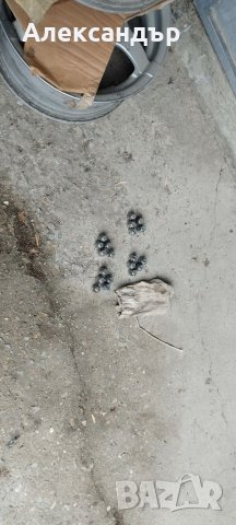 Оригинални гайки за Хонда Црв.20 бр., снимка 3 - Аксесоари и консумативи - 38871705