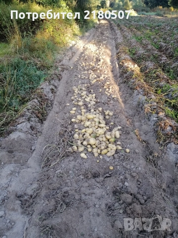 Картофи семе, снимка 7 - Разсади - 38859078