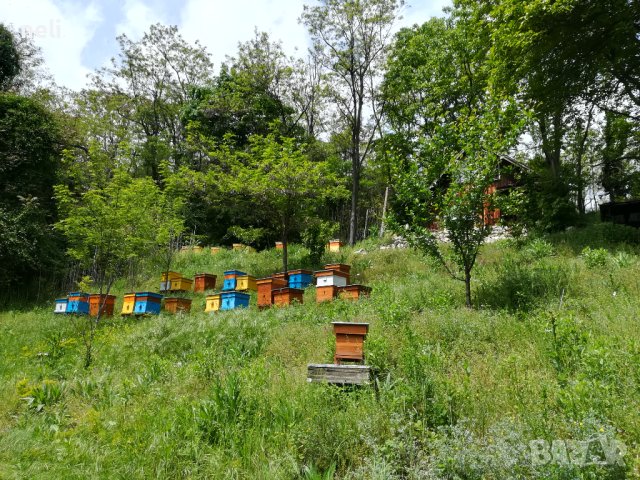 100% Чист пчелен мед от производител Горски букет!, снимка 2 - Пчелни продукти - 28929399