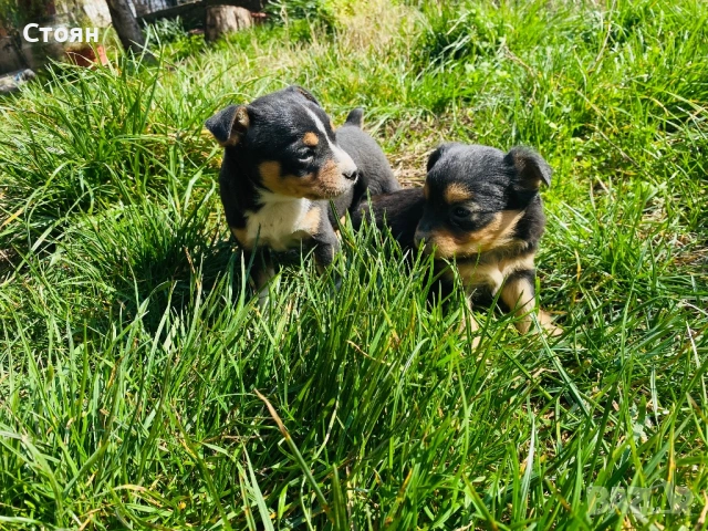 Мини пинчери 