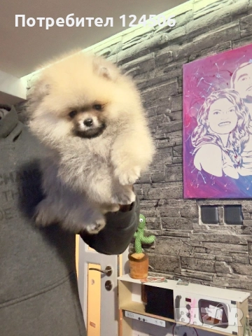 Померан мини померанче