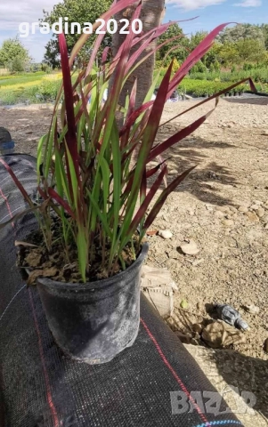 Императа / Imperata cylindrica, снимка 8 - Градински цветя и растения - 29191634