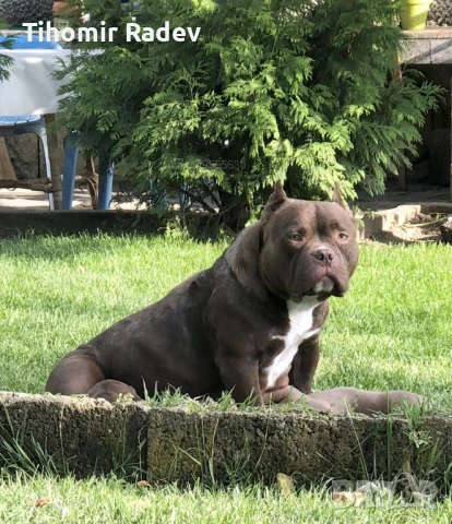 Американско були, снимка 6 - Други - 51061647