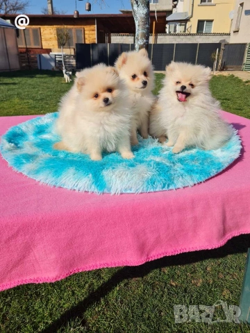 Померан померанчета снимки н от днес 15.03.2026г Гр. София