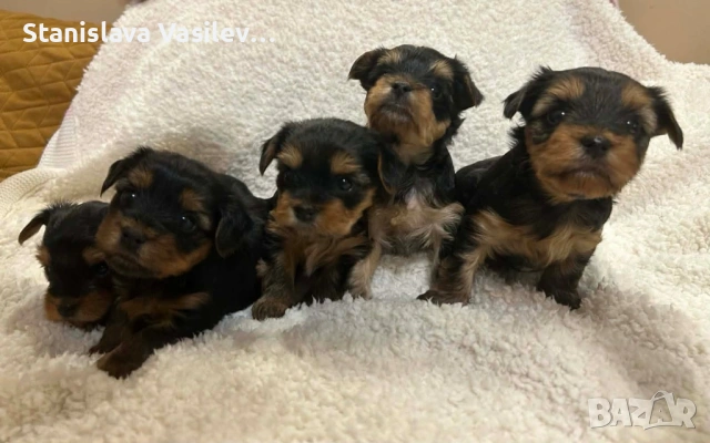Бебета Йоркита Продават се йоркширски териери, снимка 4 - Йоркширски териер - 53044636