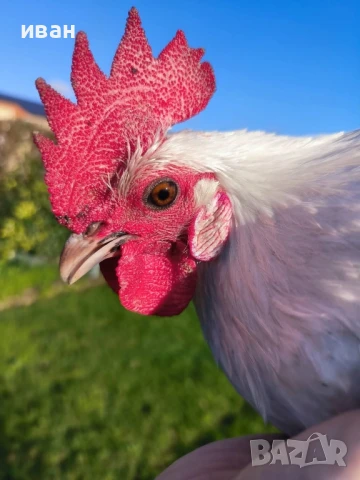 Свободни яйца от Сребърно Брезе Бантам -единствени в България вкарани в България лично от мен , снимка 5 - други­ - 51155393