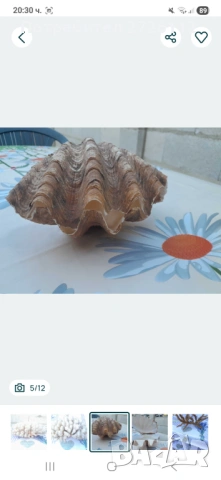 Морски артикули декорация , снимка 5 - Други - 53250087