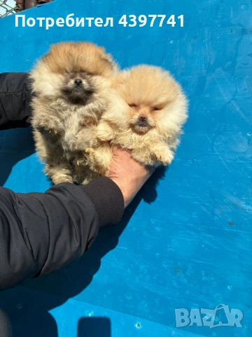 Мини померан на 60 дни 