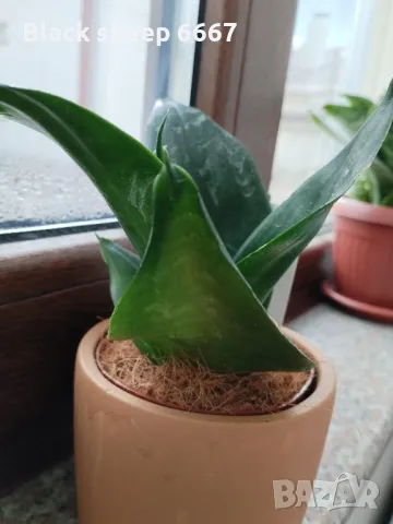 Налични жълти сансевиери, moonshine, cilindrica, Black moon, алое, красула, снимка 3 - Стайни растения - 35198298