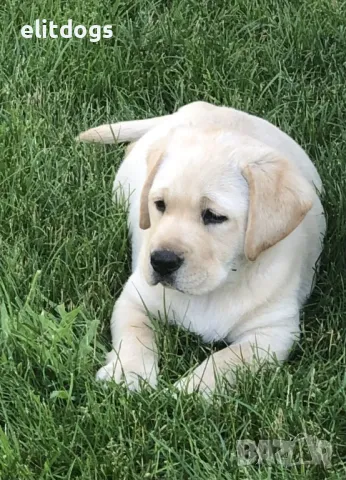 Лабрадор, снимка 9 - Лабрадор ретривър - 42930748