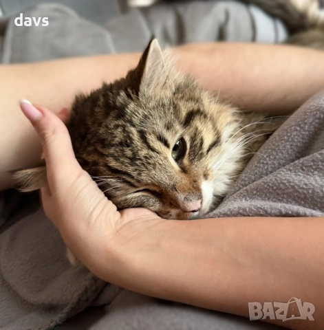 Рунтав Красавец търси дом / може и временен, снимка 3 - Други - 53488361