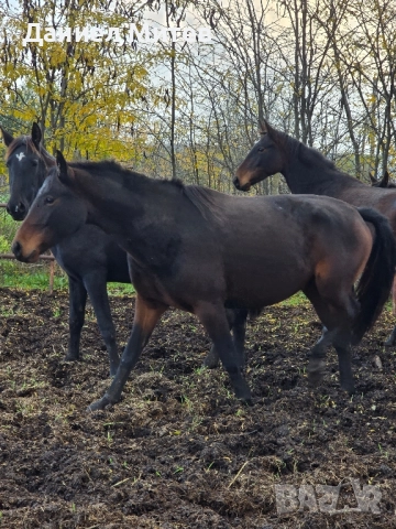 Дунавска кобила с дукоменти
На три години и половина, снимка 4 - Коне - 52481856
