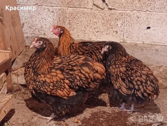 Две ярки и петел златнокантиран орпингтон