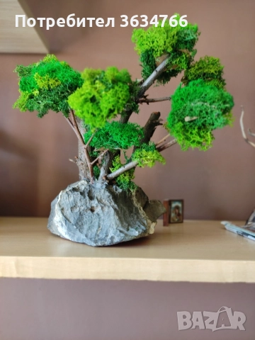 продавам бонзаи, снимка 2 - Декорация за дома - 52431917