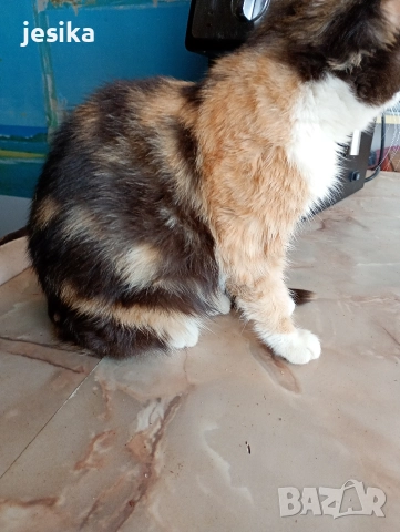 малки сладки котенца полуперсийчета , снимка 14 - Други - 52403277