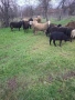 Продавам овце и агнета , снимка 1