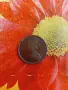 Half  Anna India 1862g., снимка 1