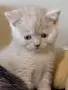 Шотландски клепоухи котенца, снимка 10