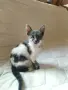Томи и Лили си търсят дом!, снимка 1