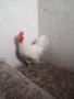 петел  Бял Авсралорп, снимка 1 - Кокошки и пуйки - 42193539