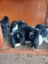 Френски кочовати зайци, снимка 10