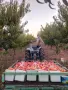 Продавам български праскови, снимка 2