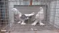Мардини -Турски Чакмаклий , снимка 2