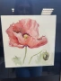 Ръчно рисувана акварелна картина – Розов мак, снимка 2