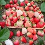 100 бр. ягодови семена от гигантска ягода градинско плодово растение сладки и вкусни червени ягоди, снимка 6
