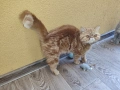 Женски екзотични котки на 2 години и на 5 месеца., снимка 13