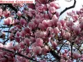 Магнолия - Magnolia НАЛИЧНИ 21 ВИДА Студоустoйчиви, снимка 5
