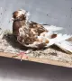 Чилести паламарски гълъби , снимка 2