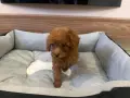 Той Пудел Момиче / Toy Poodle Girl, снимка 2