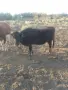 5 br mladi kravi bremeni kırjali, снимка 2