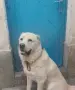 Алабай  на 50дни, снимка 4