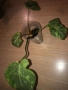 Philodendron Gloriosum Snow Leopard , снимка 5