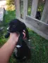 Малки кученца Бретон шпаньол , снимка 7