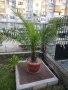 Канарска финикова палма, снимка 1 - Градински цветя и растения - 34582544