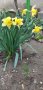 Нарциси- луковици, снимка 4