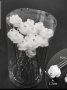 Фуркети бяла роза с кристалче