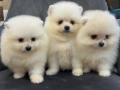 Мини померан, снимка 5